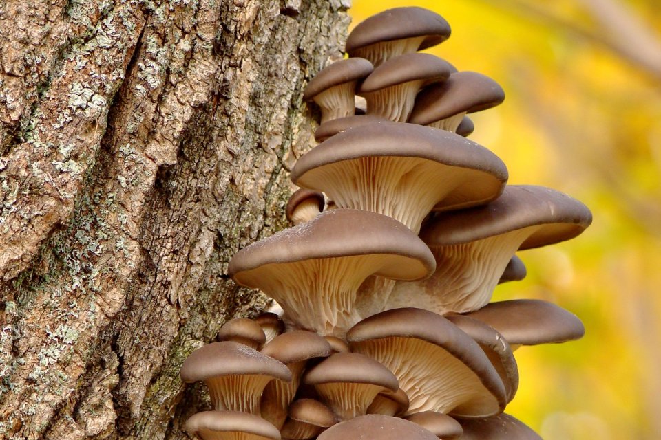 Rahasia Kecantikan Terpendam dari Hutan Purba: Kosmetik Inovatif Berbahan Dasar Jamur Kayu Hitam