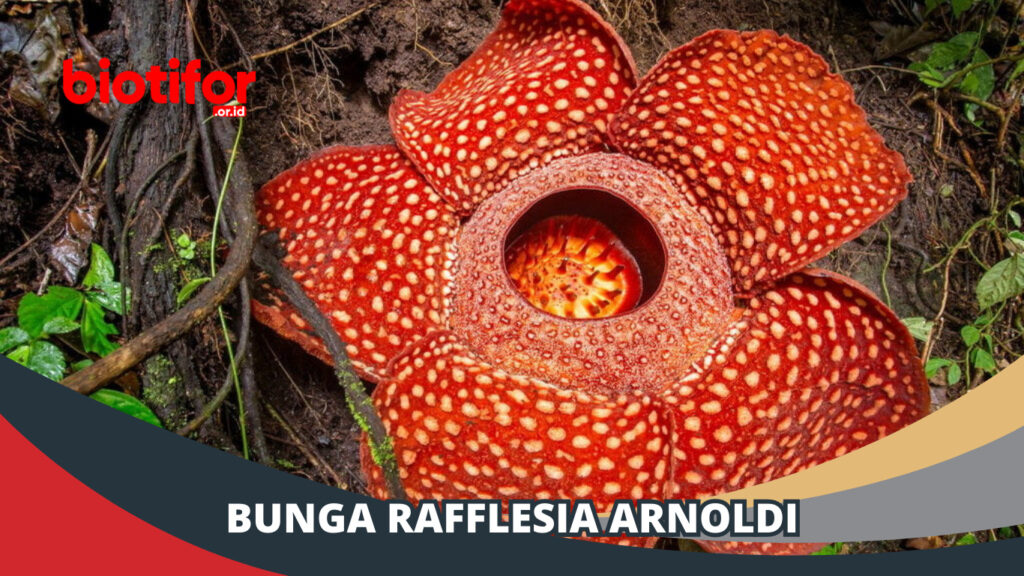 Wewangian dari Napas Uap Bunga Rafflesia: Eksplorasi Aroma Unik dan Upaya Konservasi